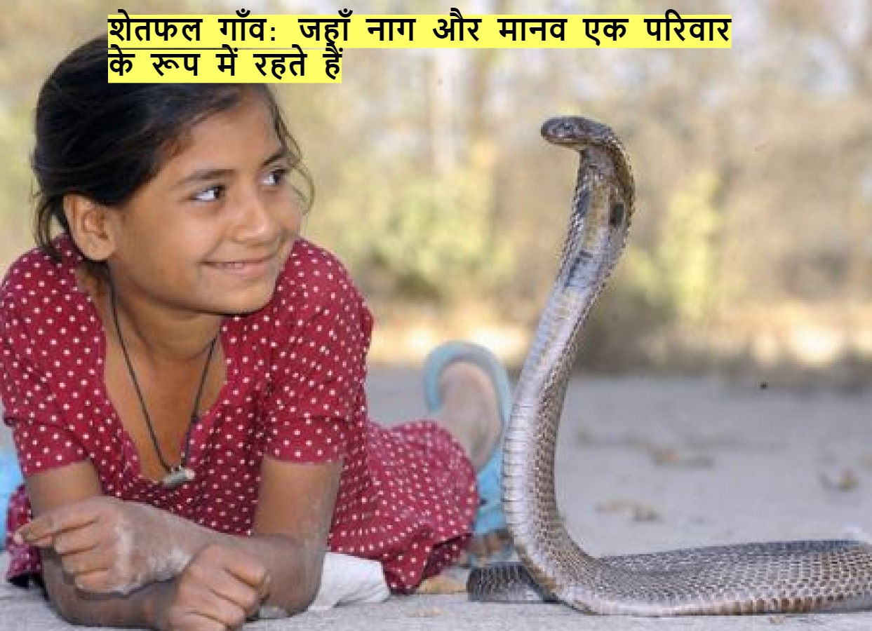 shetphal village where cobras and humans live as a family